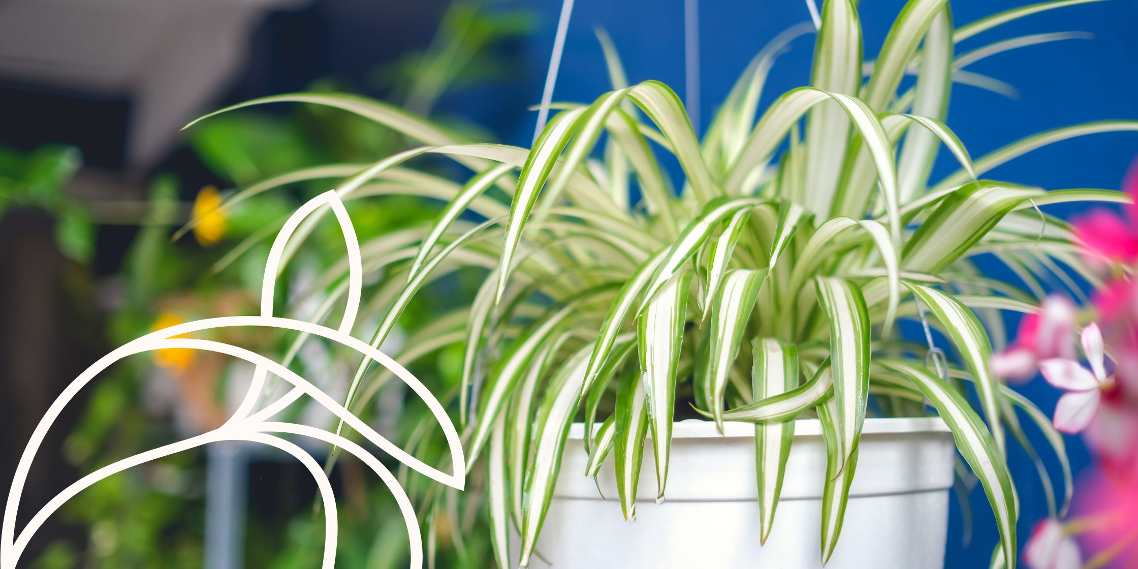 A potted spider plant hangs in a home, quietly cleaning the air.